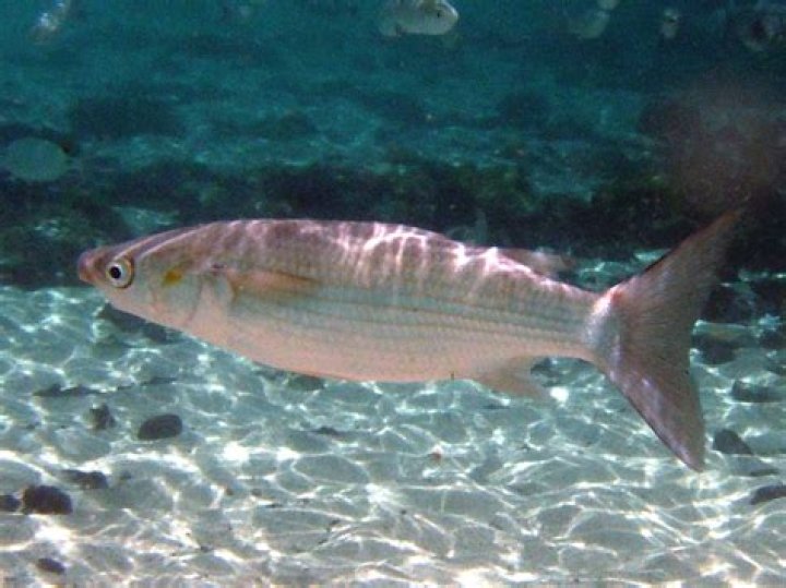 Kefal Balığı