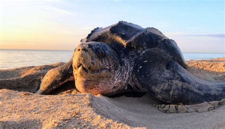 Leatherback Turtles are the biggest turtle in the world