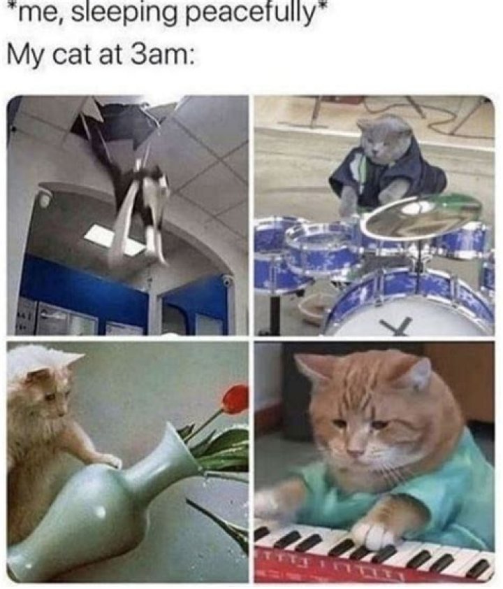 Me Sleeping Peacefully My Cat At 3am Meme Shut Up And Take My Money