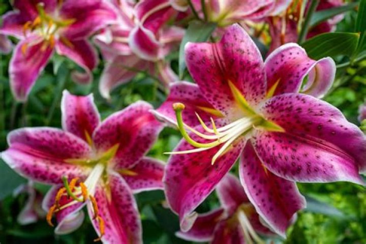 Picture of Lily