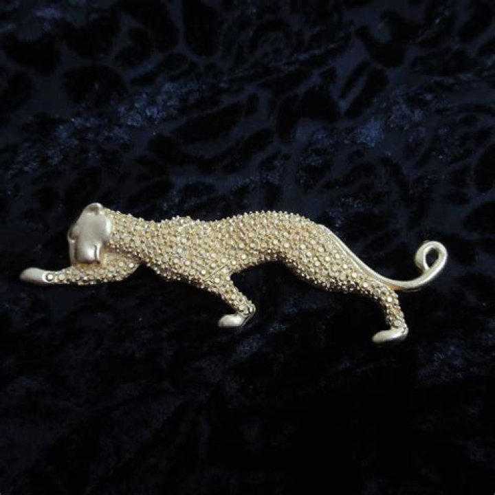 Pin on A Cougar