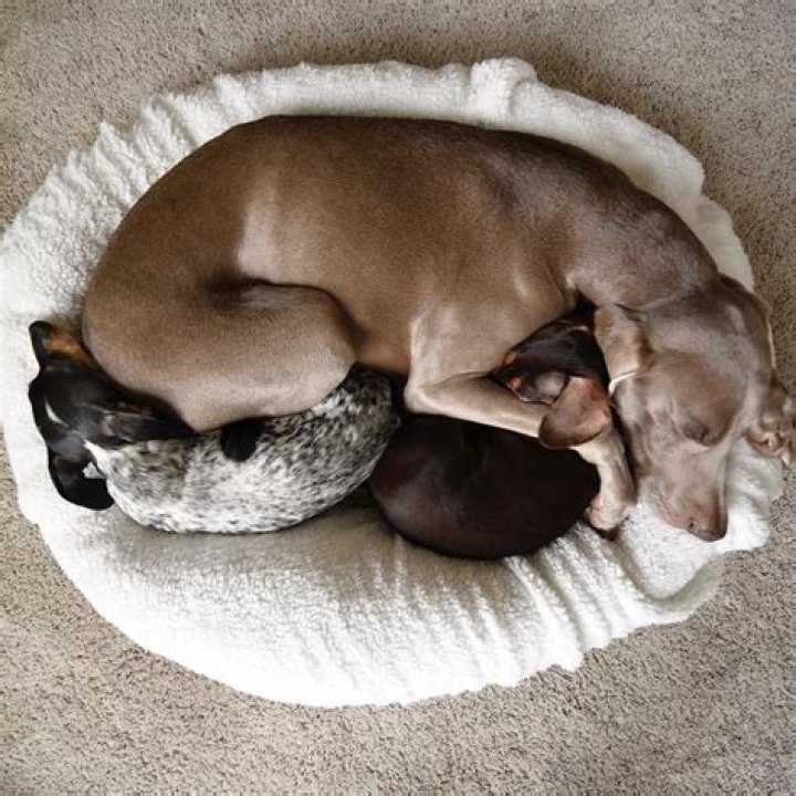 Pin on Dogs & Puppies