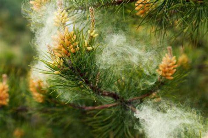 pine tree pollen season Helena Costello