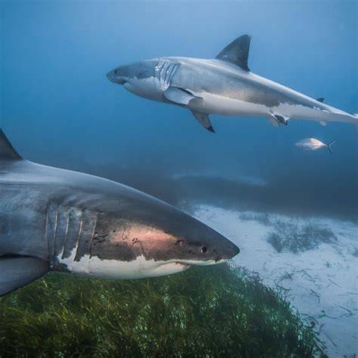 Sharks Aren't Driven Crazy By Smelling Human Blood