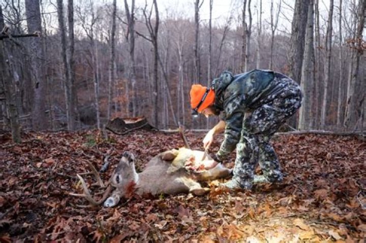 Should you gut a deer by your stand?