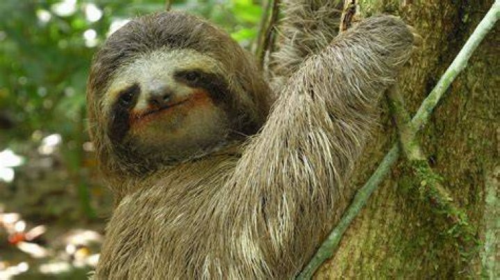 SLOWEST ANIMALS IN THE WORLD