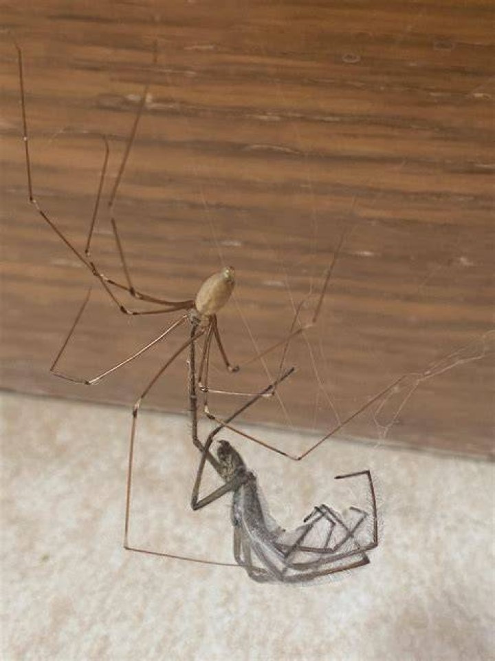 Spider Falls And The Mystery Of Arachnid Mortality