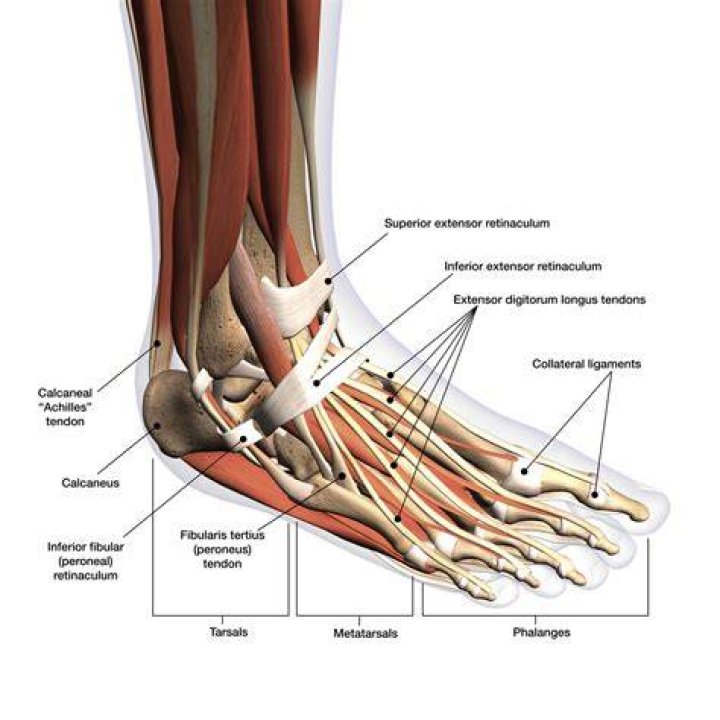 Tendons In The Foot