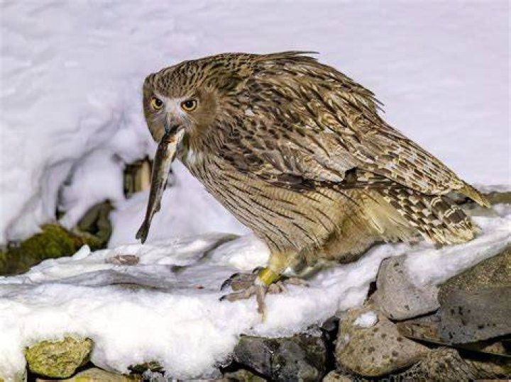 The Blackiston Fish Owl