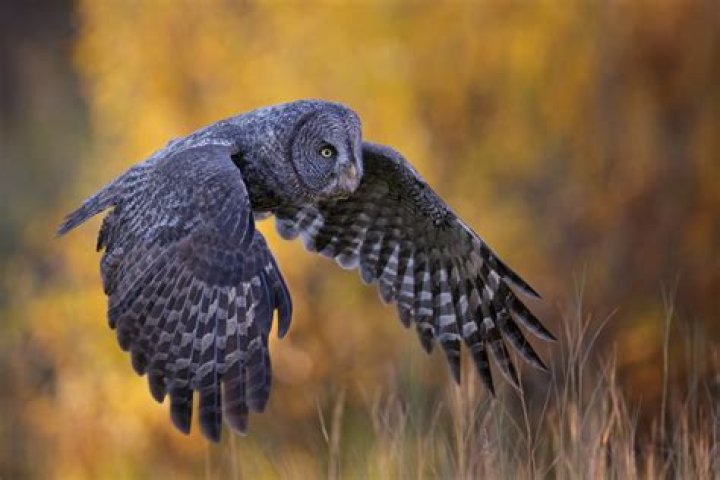 The Great Grey Owl