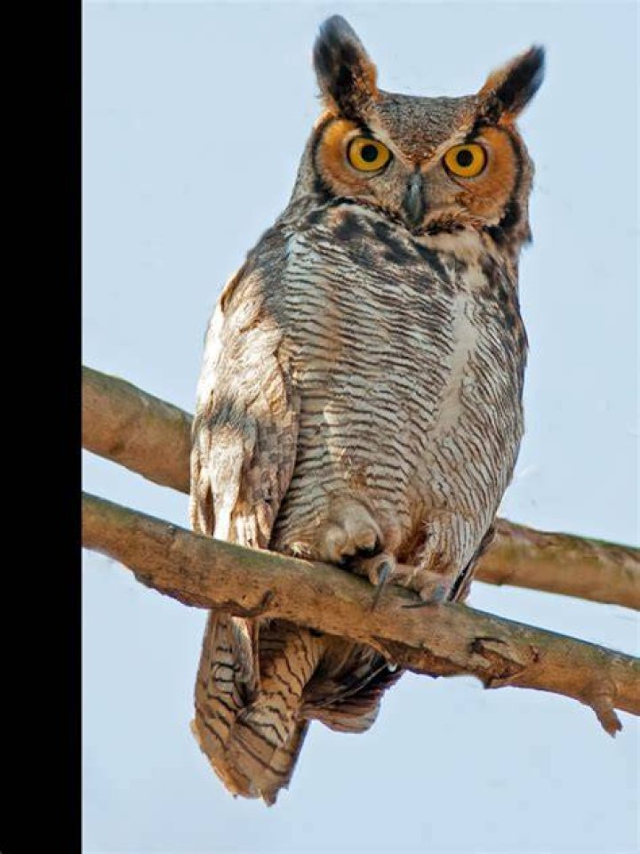 The Great Horned Owl