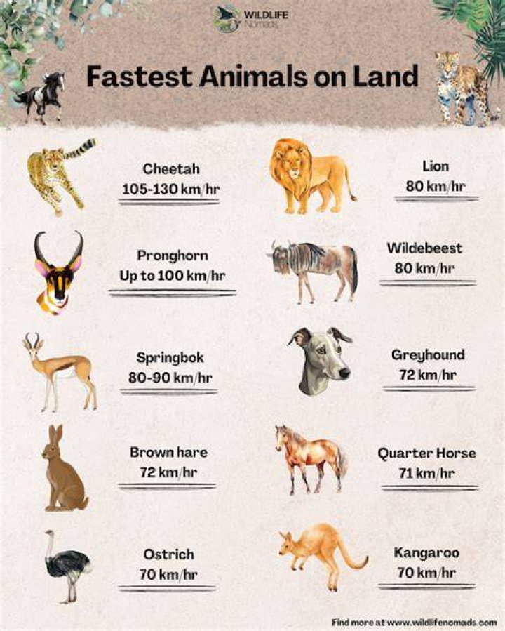 The Top 10 Fastest Animals in the Water