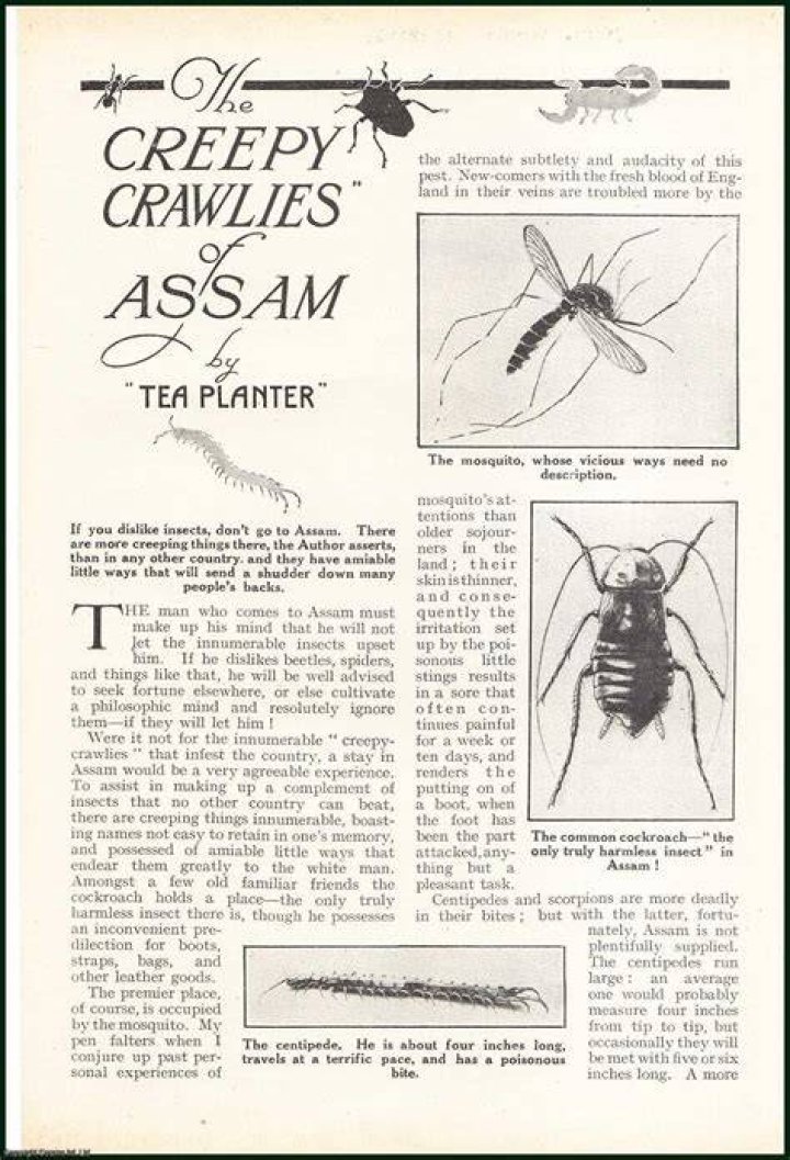 The Truth About These Creepy-Crawlies |