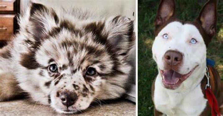 These New Dog CrossBreeds Don&rsquo;t Look Real, But Are Golden retriever