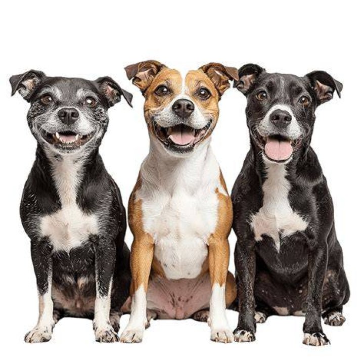 Three dogs! Got That Dog In Him Know Your Meme