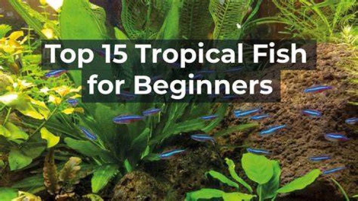 Tropical Fish Keeping