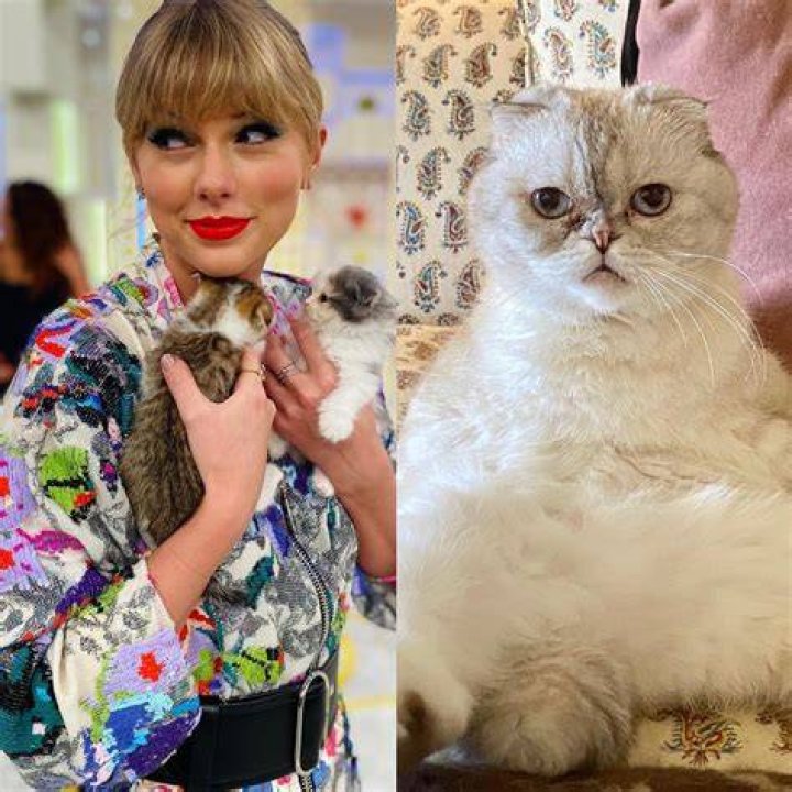 Uncover The Curious Tales Behind Taylor Swift's Cats' Names