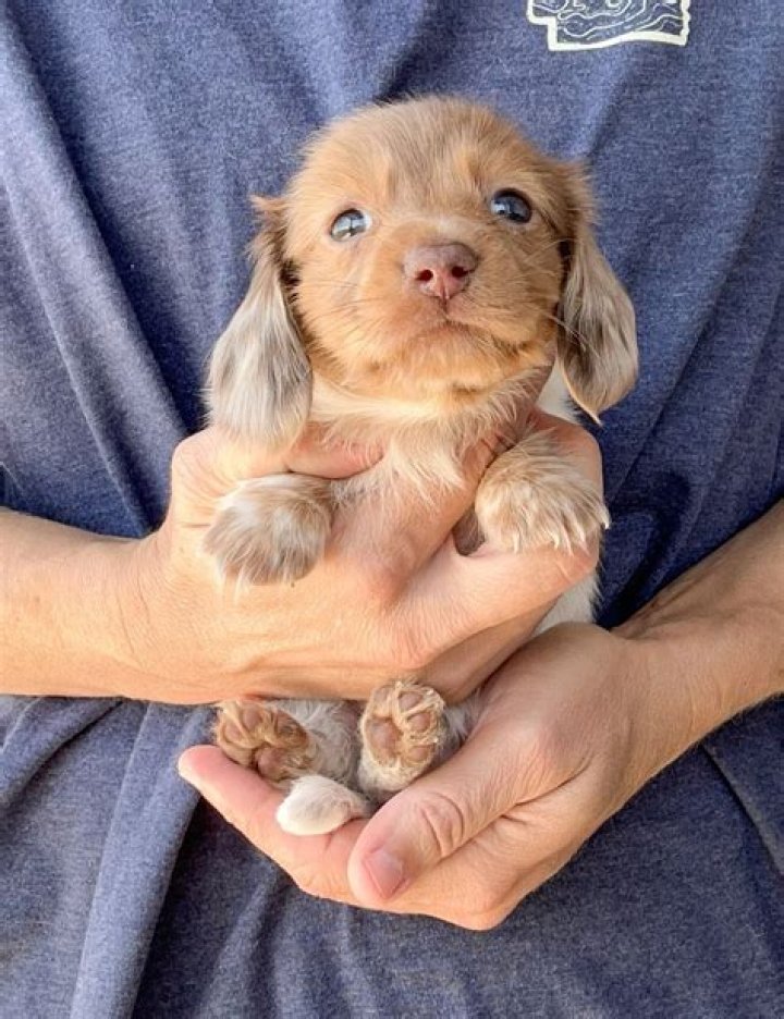 Uncover The Enchanting World Of Miniature Long Haired Dachshunds