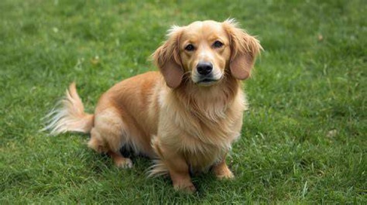Unlock The Secrets Of The Wiener Dog And Golden Retriever Mix