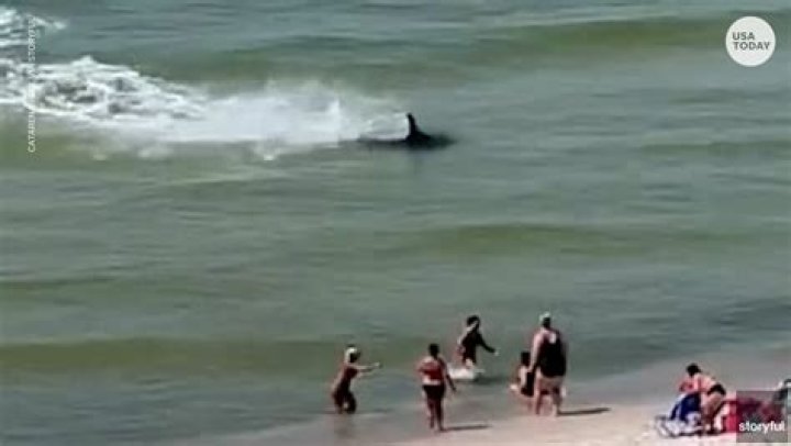 Unlocking The Secrets Of Shark Attacks In Myrtle Beach 2023
