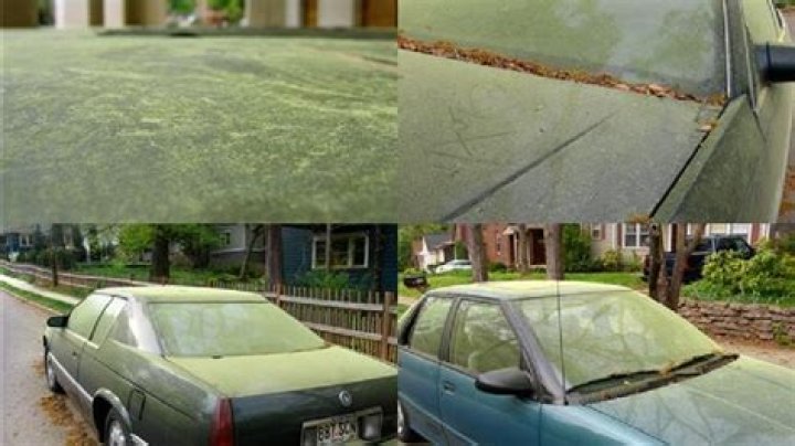 Unraveling Spring Pollen Season In Georgia