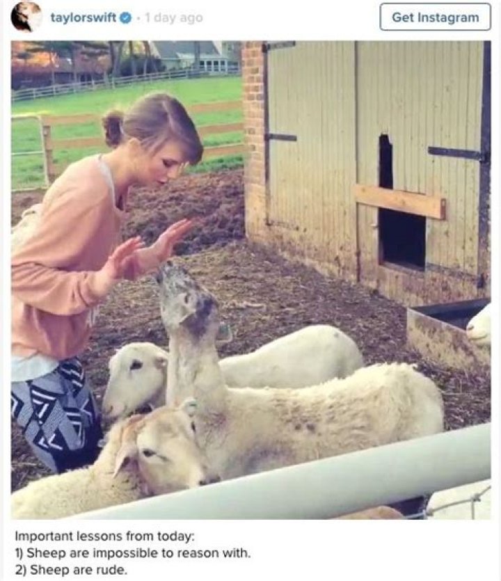 Unveiling The Enigmatic World Of Taylor Swift Sheep: Discoveries And Insights