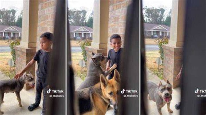Unveiling The Heartwarming Tale Of "Boy Arrives Home With A Random Pit"