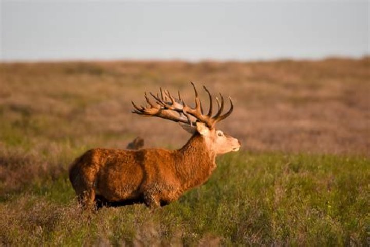 Unveiling The Secrets Of Red Tea Shots With Red Stag: A Journey Of Discovery