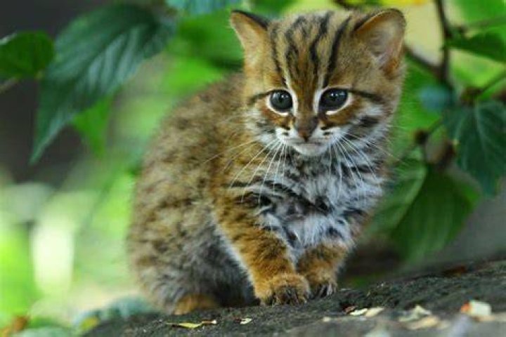 Unveiling the Smallest Cat in the World, the Rusty-Spotted Cat |