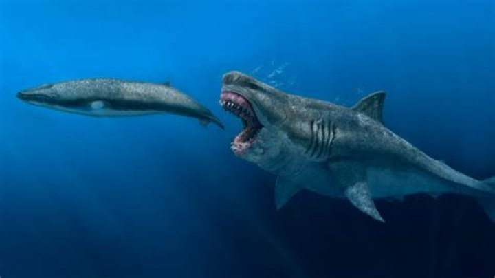 Unveiling The Truth: NASA's Astonishing Megalodon Discovery!