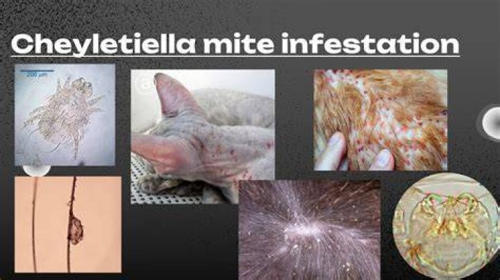 Visual Explorations Of Cheyletiella Mite Bites On Humans