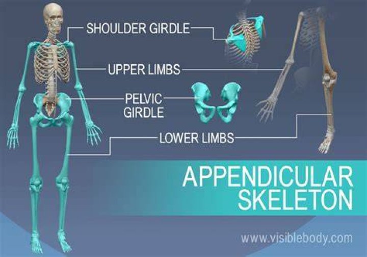 What are 10 different bones that are part of the appendicular skeleton?