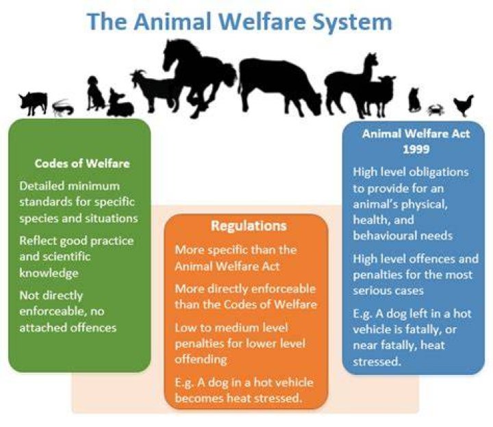 What are 3 current animal welfare issues?
