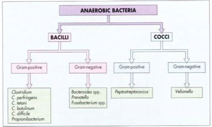 What are anaerobic bacteria examples?