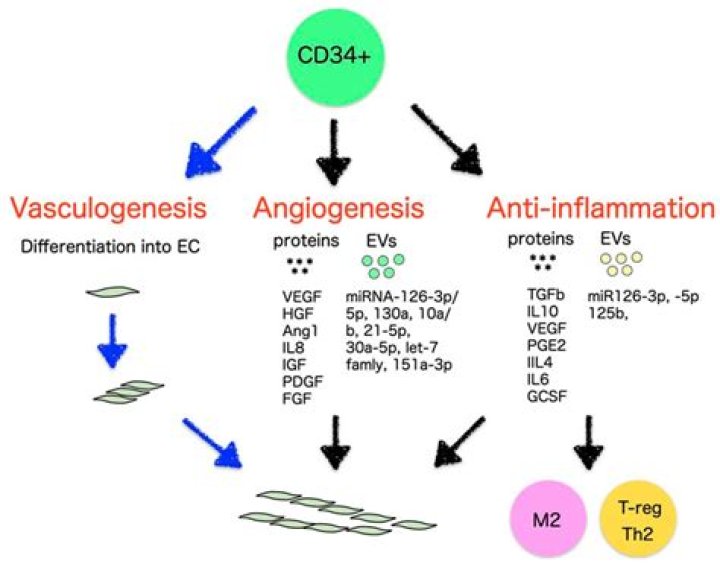 What are CD34+ stem cells?