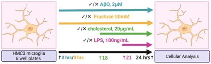 What are HMC3 cells?