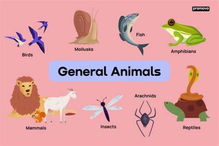 What are the 4 types of species concepts?