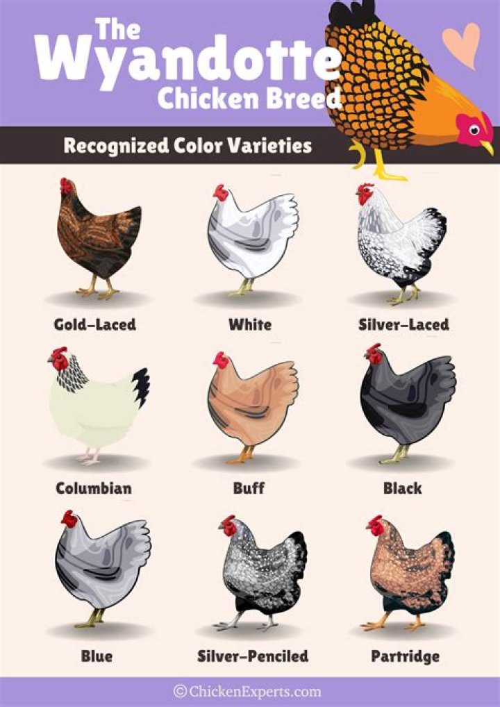What are the characteristics of the Wyandotte chicken?