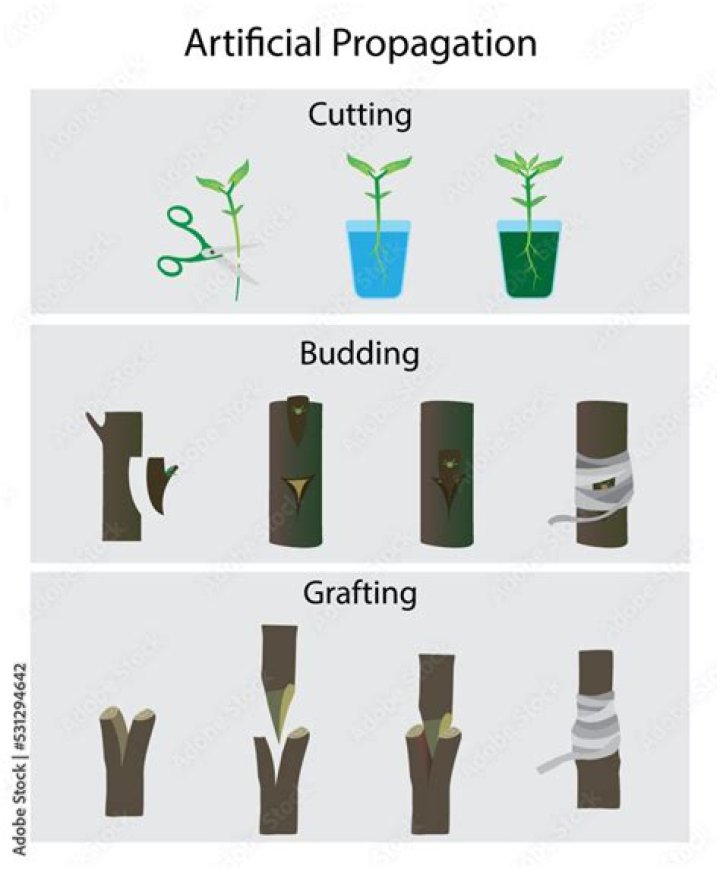 What are the propagation methods of mango?