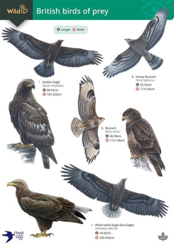 What birds of prey are in Glasgow?