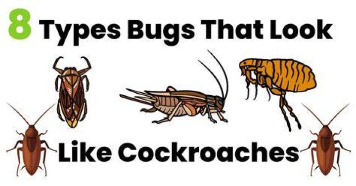 What bug looks like a roach but can fly?