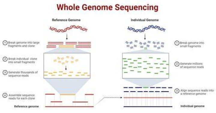 What can whole genome sequencing reveal?