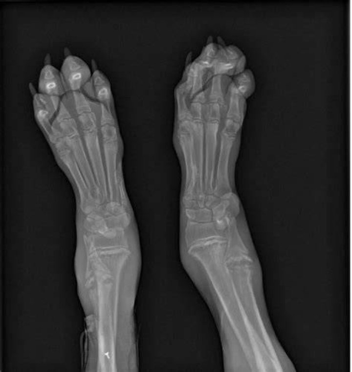 What causes hypertrophic osteodystrophy in dogs?