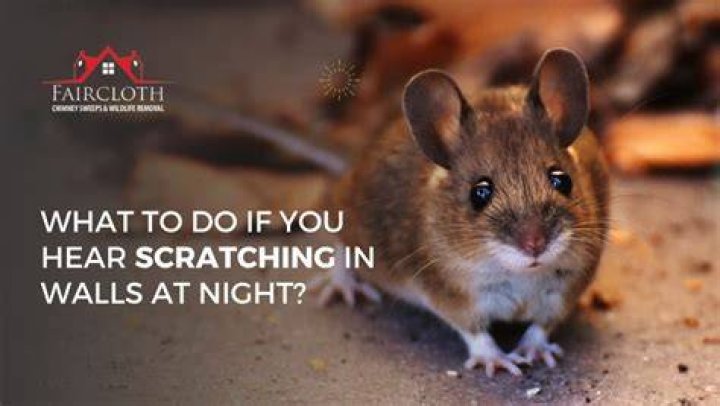 What do I do if I hear scratching in the walls?