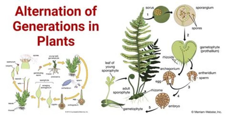 What does alternation of generations refer to?