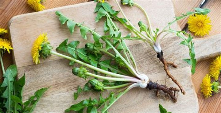 What does dandelion root do for the body?