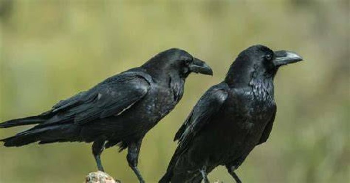 What does seeing 2 ravens mean? ·