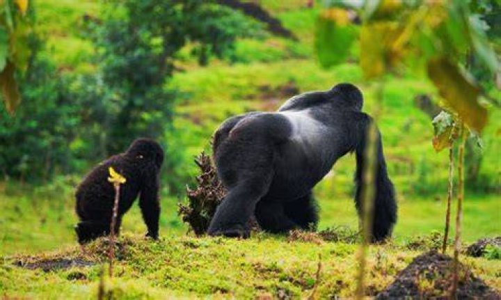 What habitat do silverback gorillas live in?