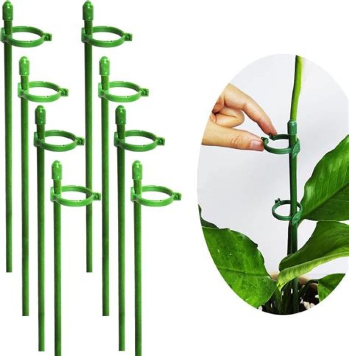 What is a support for plants called?