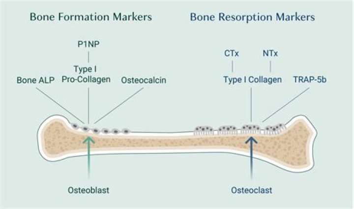 What is P1NP bone marker?